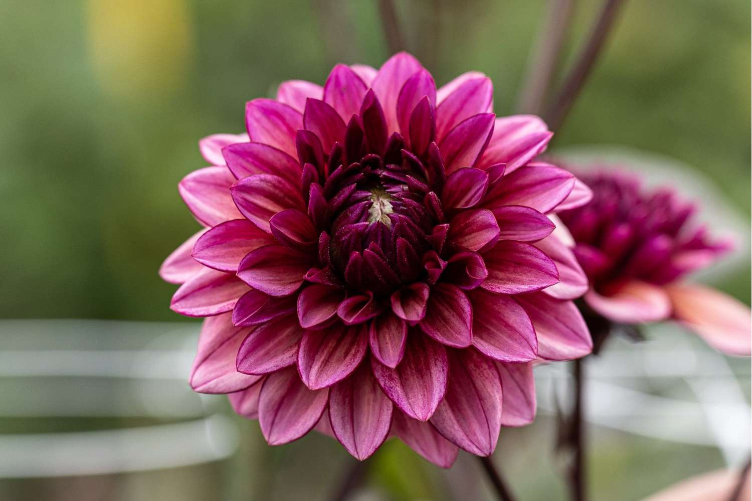 Dahlie 'Molly Raven'